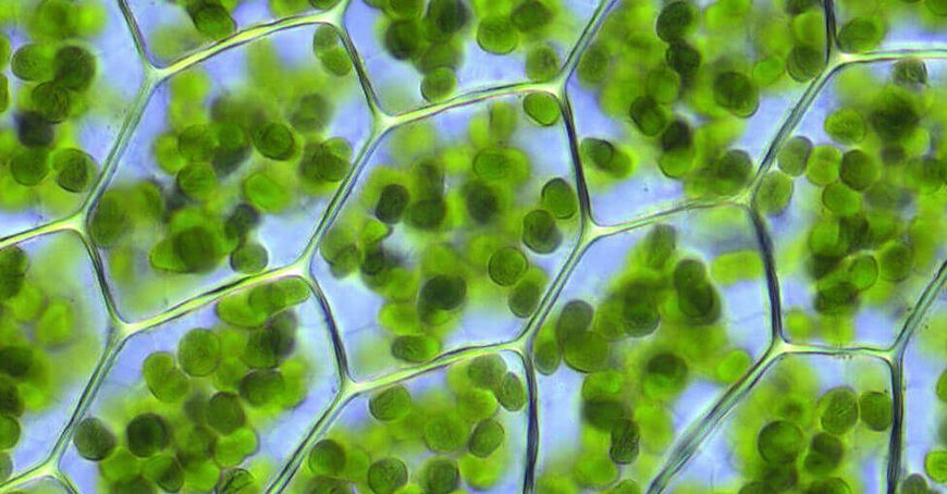 La Chlorophylle - Nature et Forme