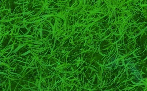 Les bienfaits de l'algue Klamath - Nature et Forme